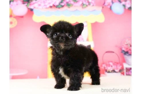 成約済の静岡県のチワプー:チワワ×トイプードル-316905の1枚目